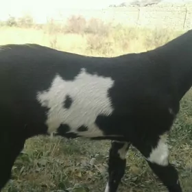 Пакистан овлак уркачы