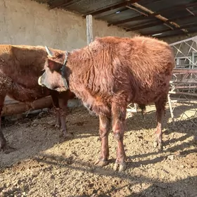 Сатлык Окизлер