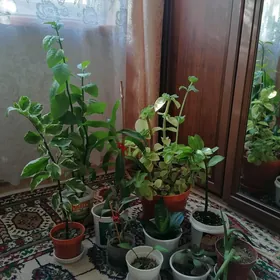 домашние цветы