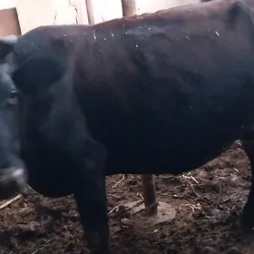 2 sagynly 2 ojek 1okuz