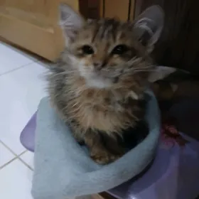 отдам хорошие руки