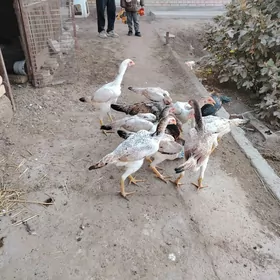 Baýes towuk jüýjeler