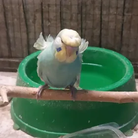 БАНТИКОВЫЙ волнистый