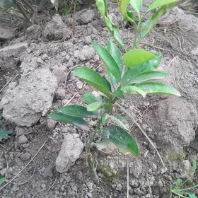 Апельсин Мандарин нахал