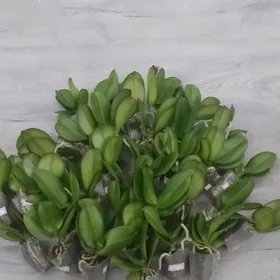 ДЕТКИ ОРХИДЕЙ РАЗНОЕЦВЕТЕНИЕ