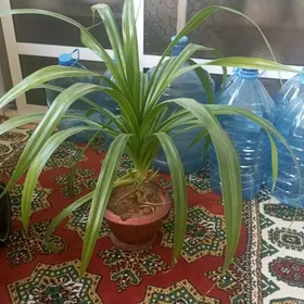 gül, ösümlik, домашняя растени