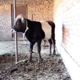 Tohum Öküz Gibrit 8 aýlyk