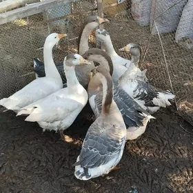 Guslar arassa Martini tohum