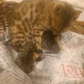 бенгал Котята bengal pisik