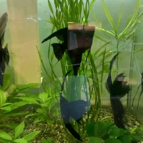 Аквариумные рыбки