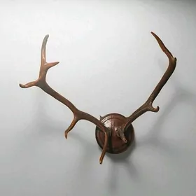 Рога оленя