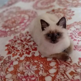 Сиамиски парода