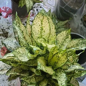 Аглаонема Даймонд