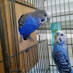 popugay tayyn para guslar