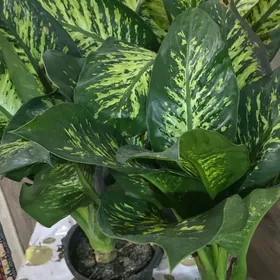 Деффенбахия болщая
