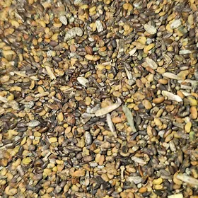 Атгулак тохум