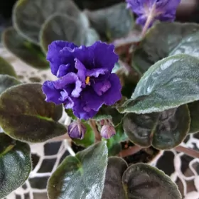 Сортовые фиалки