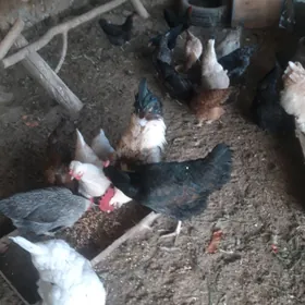 хораз гигант