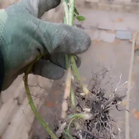 рассада ежевики