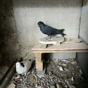 kepderi, голуби