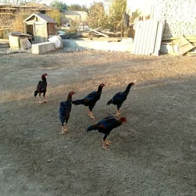 Бойсовы жуже