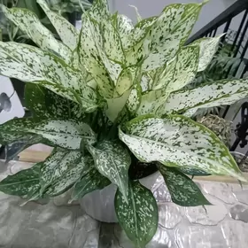 Аглаонема Даймонд