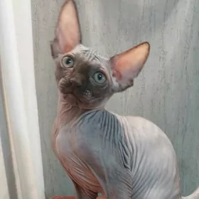 КАНАДСКИЙ СФИНКС