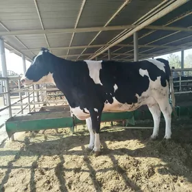 galysteyin sygyr bogaz