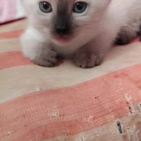 сиамские котята