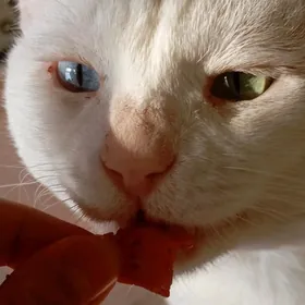 pishik 2 sany parodistyi