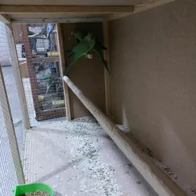 папугай papugay ažerelivyý