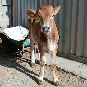 okuz siwes tohum Arasa