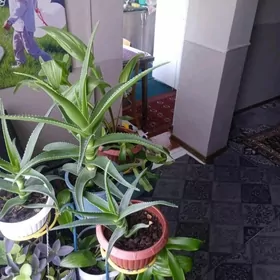 отаг гулери