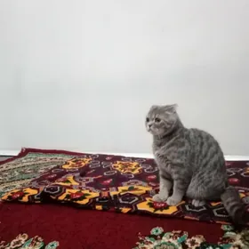 Шотландский вилсоуха