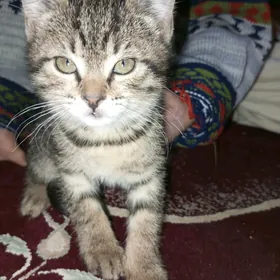 котятакотята