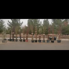 Miweli bag yolka gul kolegelik