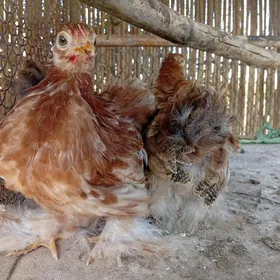 kohin karlik arginal