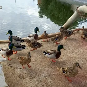 Ýabany ýaşylbaş ördek.