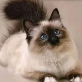 гималайский кошка