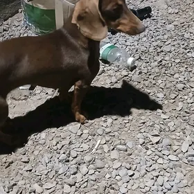 Taksa Paroda it Akylly.