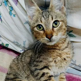 Котёнок мальчик