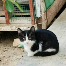 Pişijek Котята (Mugt)