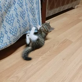 Отдам котенка в добрые руки