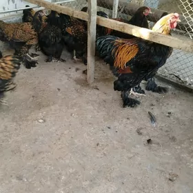 Brama Laset ýumurtga