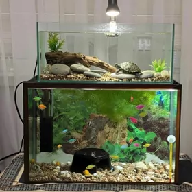 аквариум с рыбками