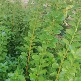 вечно зелёный