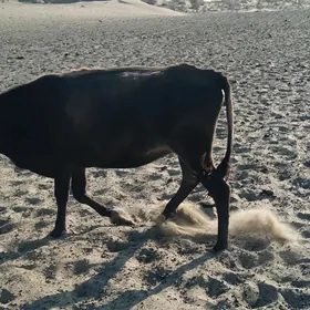 sygyr gacar tutus satlyk