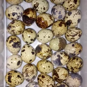 bedene ýumurtgasy bar