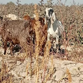 Päkistan teke höwür ü.n diñe