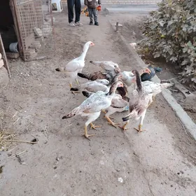 Baýes mäki jüjeler